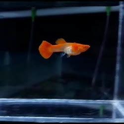 Jual Guppy Albino Koi Red Ear Betina Kab Pati Zizhul Fishshop