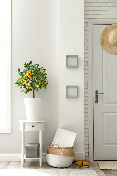 Your Guide To Growing Fruit Trees Indoors In Pots Birds And Blooms