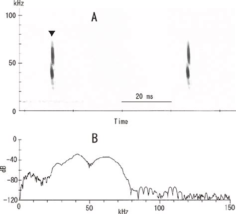 Sonagram A Emitted By Plecotus Sacrimontis And Power Spectrogram B