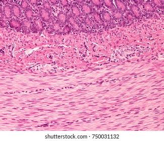 Meissner Plexus Submucosa Digestive Tract Showing Stock Photo (Edit Now) 750031132