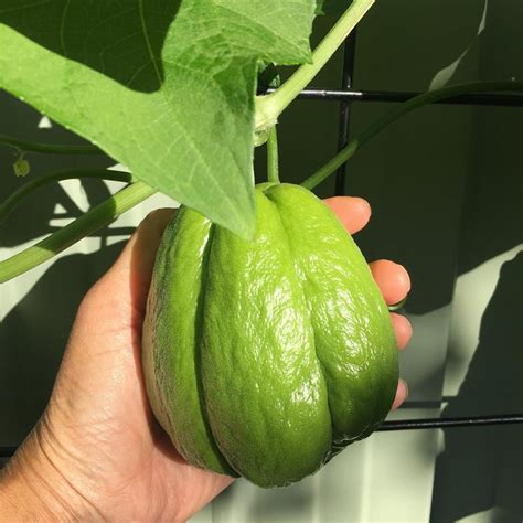 6 Proven Methods On How To Grow Chayote Successfully Growing