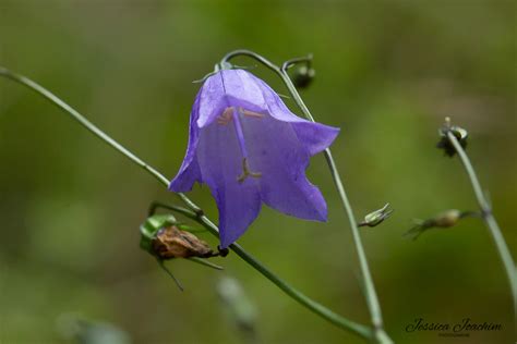 Campanule à feuilles rondes Campanula rotundifolia Les carnets