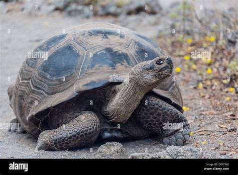 La Tortue G Ante Des Galapagos Chelonoidis Nigra Dans La Baie Urbina