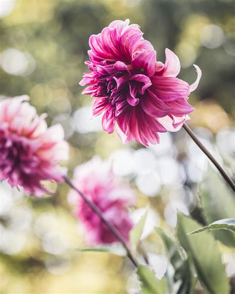 Dahlia Season Minding My Nest