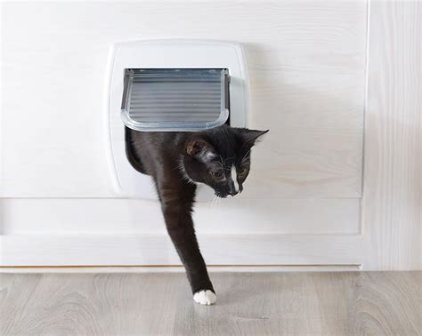 Ask A Vet The 5 Best Cat Doors For Your Home