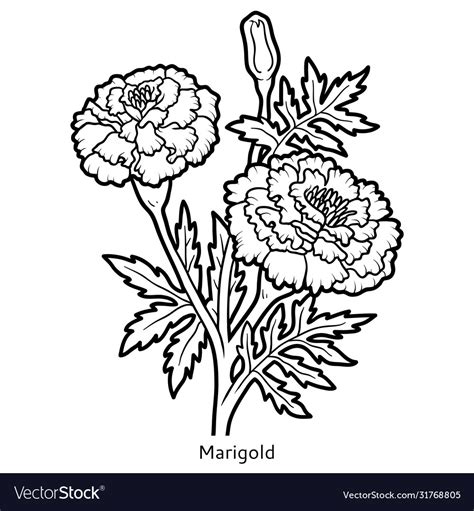 Coloring Book Flower Marigold Royalty Free Vector Image