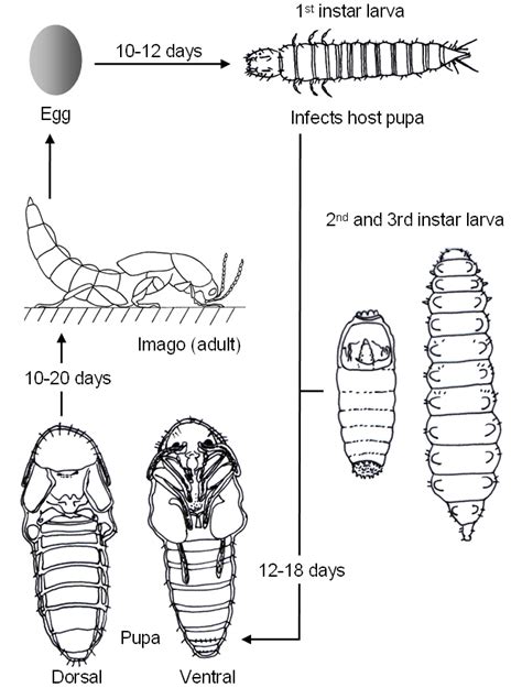 Insect Life Cycle Worksheet