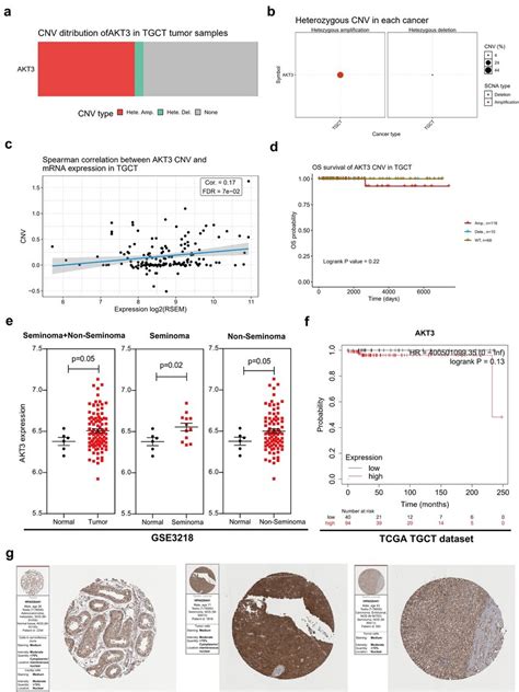 Akt3 High Copy Number And Expression Correlates To Tgct Patients