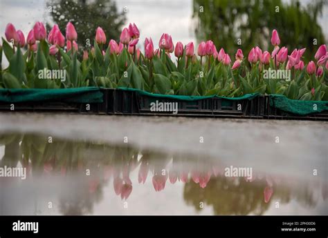 Blühende Tulpenblumen spiegeln sich an einem sonnigen Abend im Indira