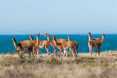 Premium Photo Guanacos Herd In Peninsula Valdes Chubut Province