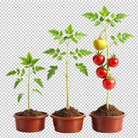 Las Etapas De Crecimiento De Una Planta De Tomate Aisladas Sobre Un