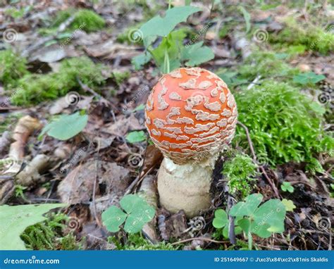 Hermoso Hongo Venenoso Rojo Mosca Agaric Amanita Muscaria En El Bosque