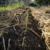 Plan de potager pour débutant en permaculture Mon Premier Potager