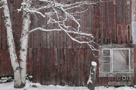 Snow Covered Birch Tree And A Red Barn Photograph By Don Landwehrle Fine Art America