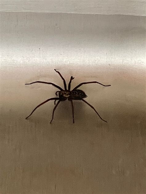 Giant House Spider? Around Seattle WA : r/spiders
