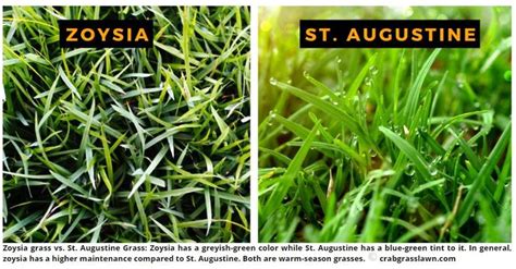 How To Get Rid Of Zoysia Grass Trachtenberg Fernando