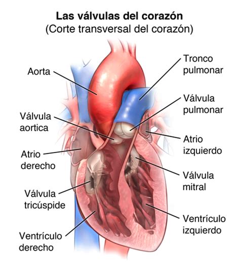 Anatomy And Function Of The Heart Valves