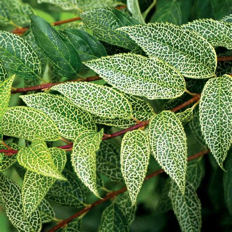 Forsythia viridissima 'Kumson' , Koreai aranyvessző - Tájkertész