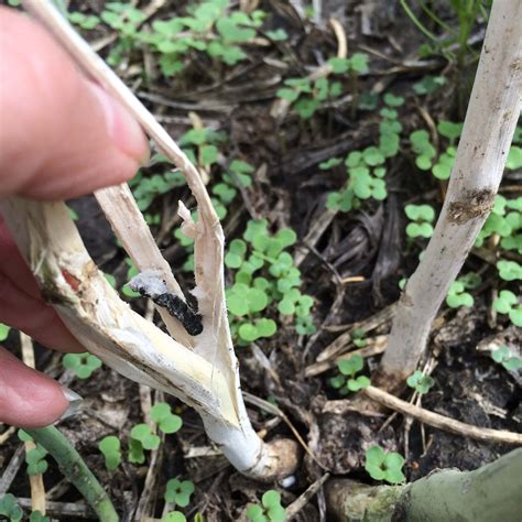 Managing Sclerotinia In Canola