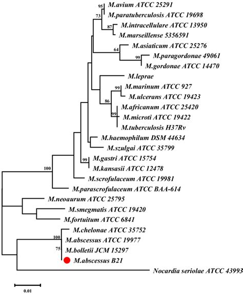 The Phylogenetic Tree Of Mycobacterium Abscessus B21 Isolated From Download Scientific