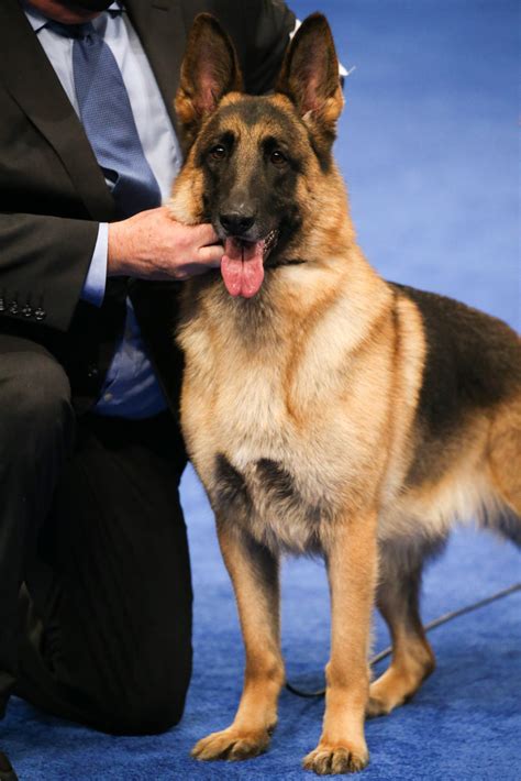 [PHOTOS] National Dog Show 2020 — Meet This Year's Breeds