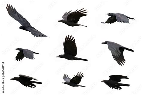 Group Of Black Crow Flying On White Background Animal Black Bird