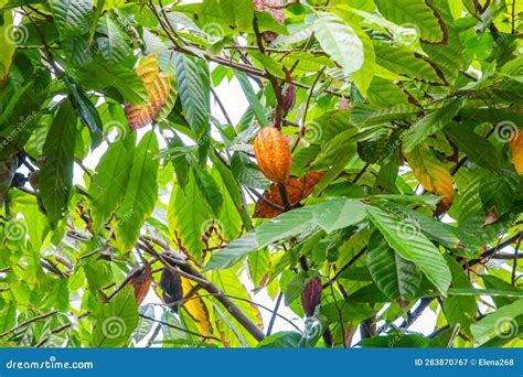 Green Yellow And Orange Cocoa Pods Grow On Tree On Sri Lanka