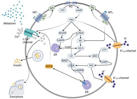 Nutrients Free Full Text Molecular Mechanisms Of The Melatonin