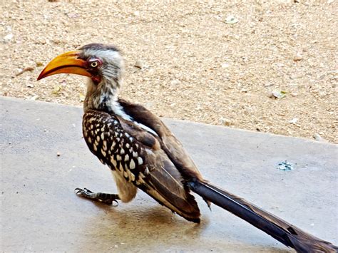 Southern Yellow Billed Hornbill In Kruger National Park South Africa