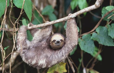 Natureza Bicho Preguiça