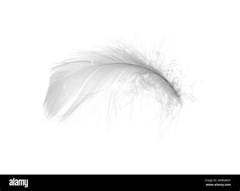 Beautiful Fluffy Bird Feather Isolated On White Stock Photo Alamy