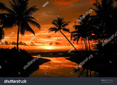 Palm Trees Silhouette Sunset Thailand Stock Photo 127658228 Shutterstock