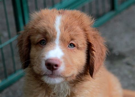 Nova Scotia Duck Tolling Retriever Hond Vlaanderen