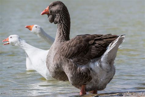 Toulouse Goose Breed Profile Farmhouse Guide