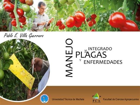 Manejo Integrado De Plagas Y Enfermedades En El Cultivo De Tomate