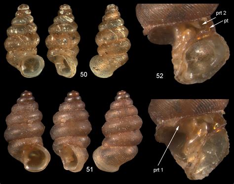 The Diplommatinidae Of Fiji A Hotspot Of Pacific Land Snail Biodiversity Caenogastropoda