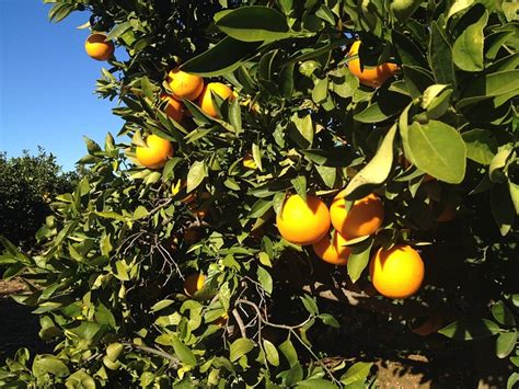 Bayer Partners With Us Researchers To Combat Citrus Greening Produce