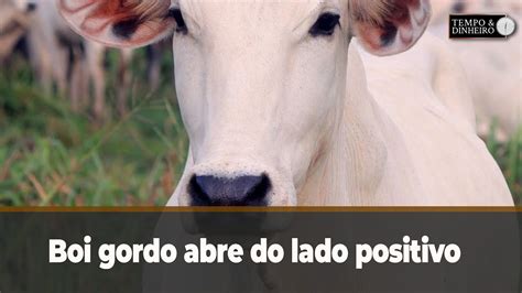 Boi Gordo Abre Do Lado Positivo E Sobe Em Pra As Pesquisadas Pela