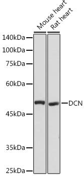 DCN Polyclonal Antibody SAB Signalway Antibody