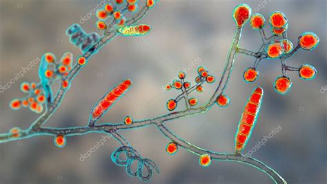 Hongos Trichophyton Mentagrophytes Ilustración 3d Que Muestra Macroconidios Conidióforos