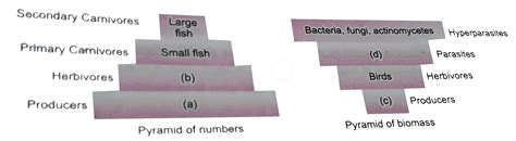 Given Below Are Two Figures Depicting Pyramid Of Numbers And Pyramid O