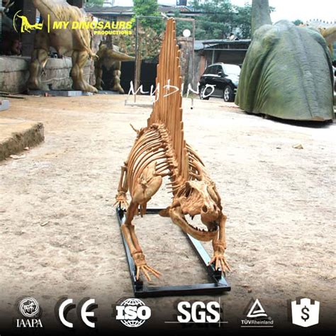 Life Size Dimetrodon Fossil Skeleton Replica for Sale