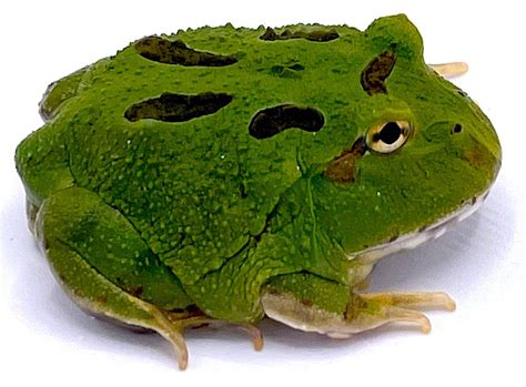 4 Spot Patternless Green Pacman Frogs Reptile Pets Direct