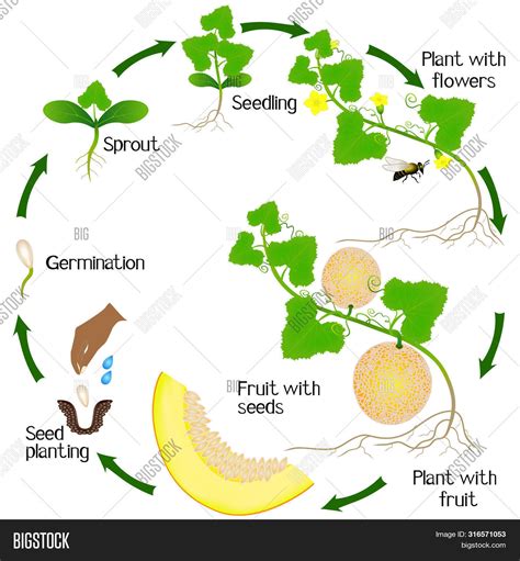 Growth Cycle Yellow Vector & Photo (Free Trial) | Bigstock