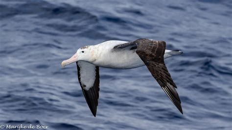 Hds30 24 Trip Log Antarctica Beyond The Polar Circle Wilkins Ice