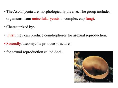 Classification of fungi | PPT | Free Download