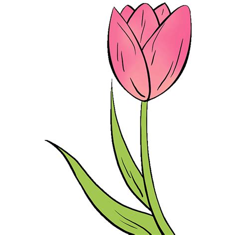 Você Também Pode Aprender A Desenhar A Flor Tulipa Através Do Nosso Vídeo