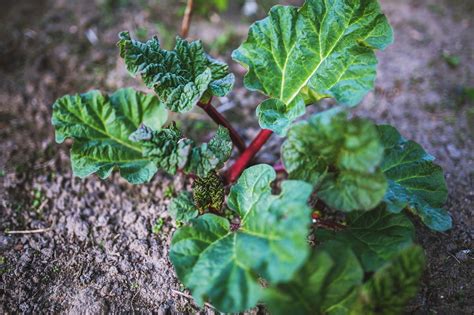 Planter La Rhubarbe Tenir Compte De La Lune