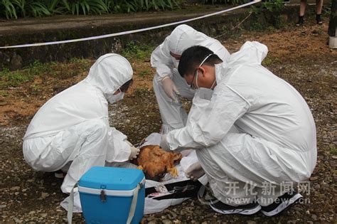 全省陆生野生动物疫源疫病监测防控应急演练在开化举行 开化新闻网