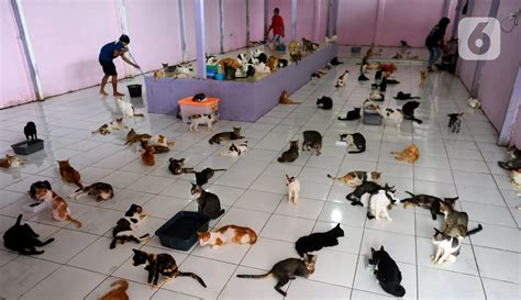 Mengunjungi Rumah Singgah Ribuan Kucing Terlantar Di Parung Foto